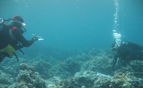 Progetto MOPA: monitoraggio e conservazione del riccio di mare in Sicilia