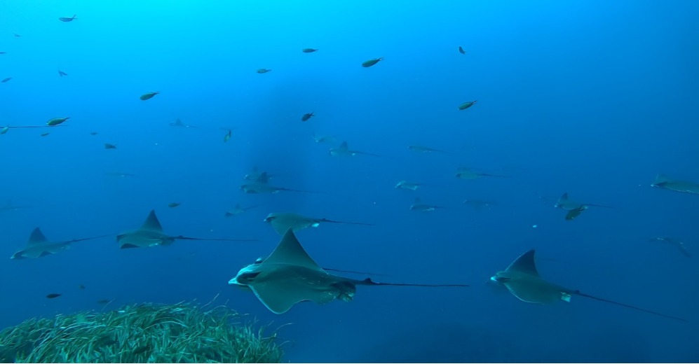 Approvate 65 nuove aree importanti per squali e razze nel Mediterraneo e nel Mar Nero: un importante passo per la conservazione della biodiversità marina