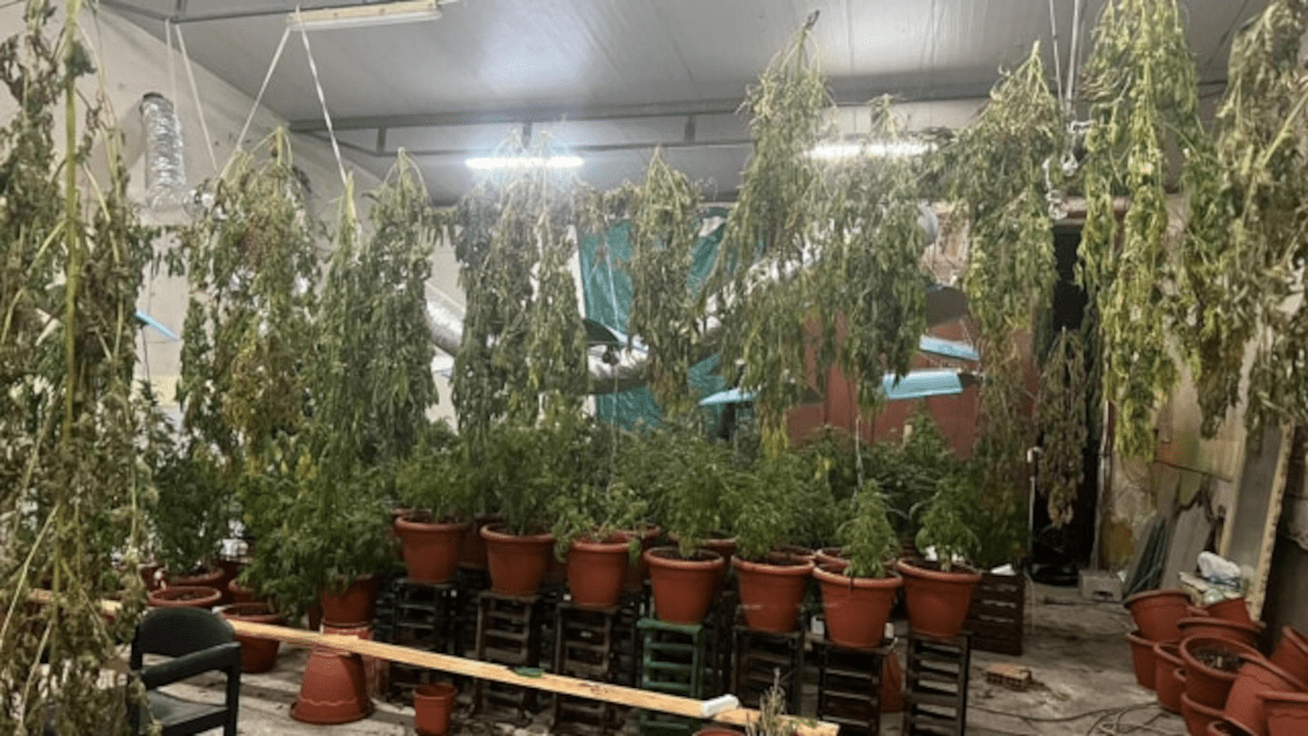 Blitz delle Volanti a Picanello: scoperta una serra di marijuana in un garage