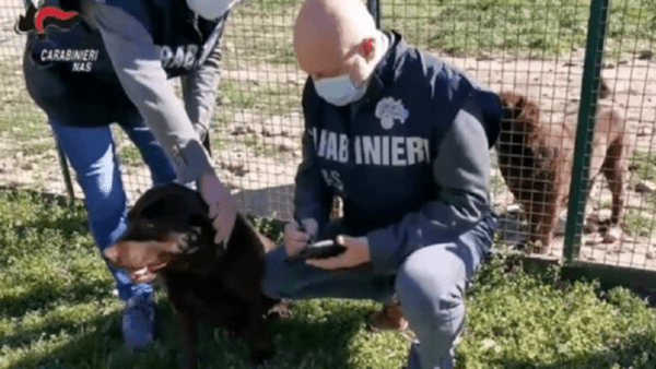 Multata azienda trasportatrice di cani senza formazione: sequestrati 5 animali di valore