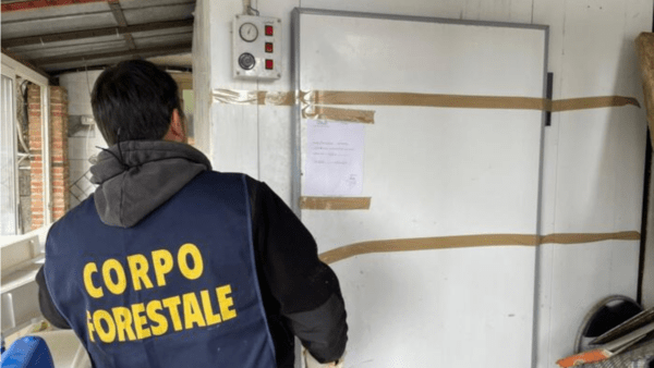 Caseificio abusivo nel Catanese: sequestrati oltre 1.500 kg di formaggi e ricotta tra farmaci e carcasse