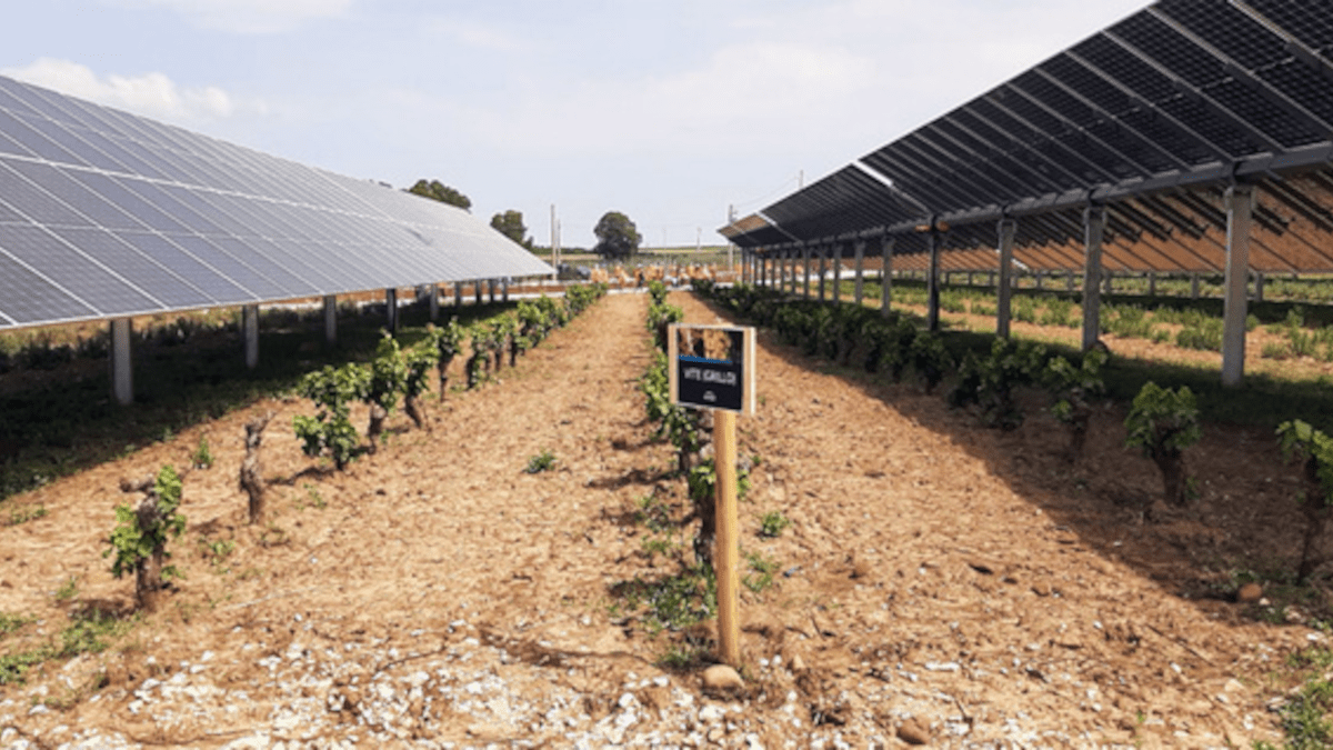 Engie inaugura il più grande parco agrivoltaico d'Italia in Sicilia: alimenterà attività Amazon in Italia