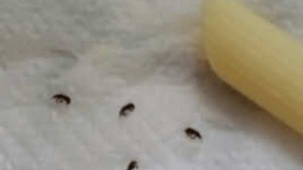 Scredita sui Social l’azienda per presunti insetti nella pasta: querelata e indagata per diffamazione