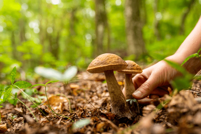 Modalità e criteri per il rilascio del tesserino nominativo personale per la raccolta funghi: tutte le informazioni qui!