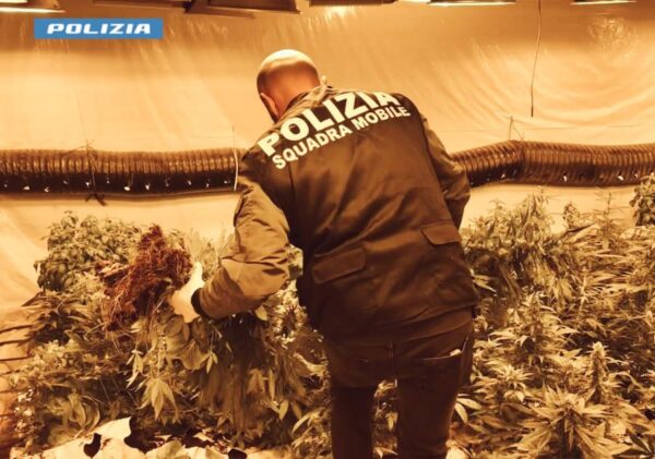 Niscemi: Arrestato 76enne per coltivazione di marijuana e furto di energia elettrica