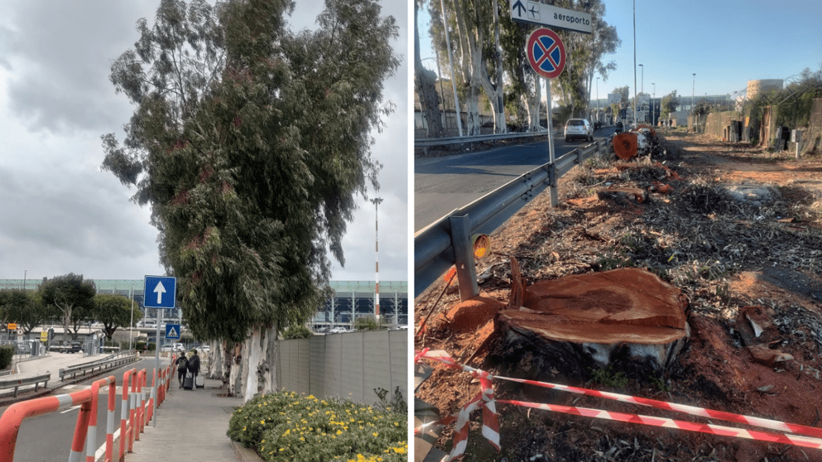 Aeroporto di Catania: i catanesi si indignano per l'abbattimento degli alberi