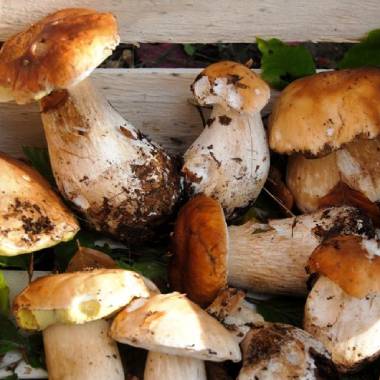 Richiesta tesserino per la raccolta funghi epigei spontanei 2023: scadenza 31 ottobre