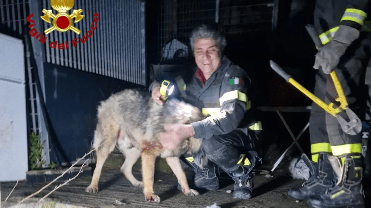 Cane in difficoltà salvato dai vigili del fuoco: la commovente riconciliazione con il proprietario