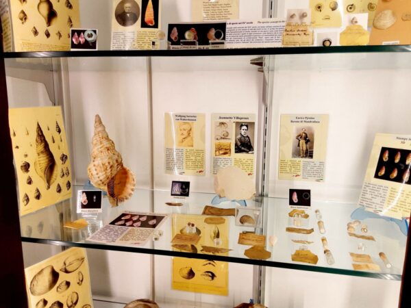 Studenti di Mascalucia restituiscono la collezione di conchiglie di Andrea Aradas al Museo di Zoologia di Catania