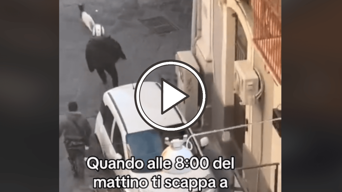 Capra in fuga a San Cristoforo: il video dell’inseguimento in mattinata a Catania