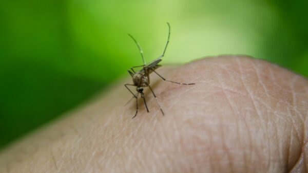 L'epidemia del West Nile Virus minaccia Catania: precauzioni da prendere