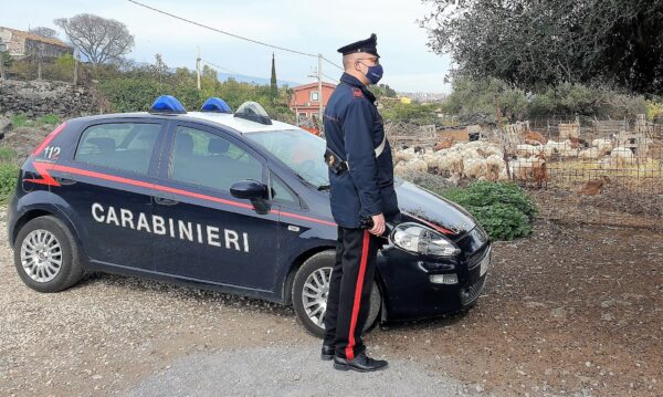 Acireale: scoperto grande allevamento e caseificio annesso senza alcun controllo o autorizzazione