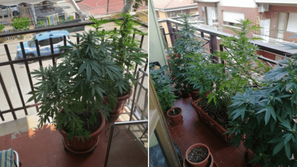 Agenti osservano piante sul balcone e scoprono oltre mezzo chilo di cannabis