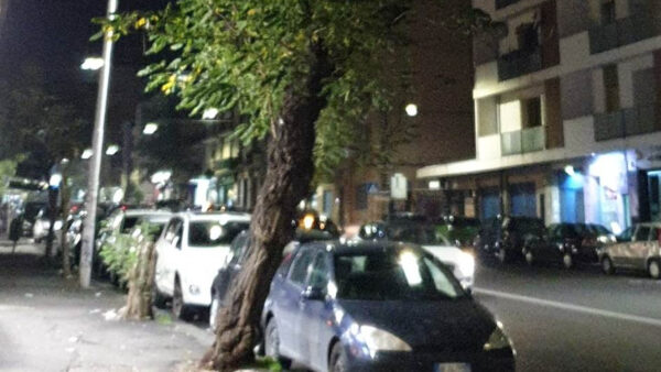 Alberi instabili al viale Mario Rapisardi: procedere con il loro abbattimento o messa in sicurezza