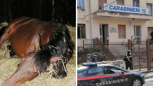Arrestati ladri di auto e natanti, scoperto anche un video sull'uccisione di un cavallo