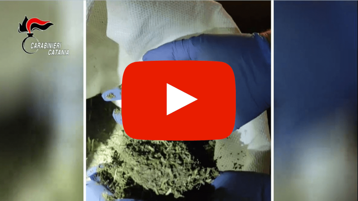 Arrestato “chimico” della marijuana: trasformava la droga in un laboratorio (VIDEO)