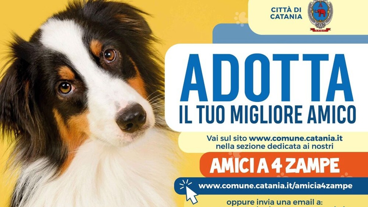 Arriva "Catania Dog Card", agevolazioni e assistenza per favorire l'adozione degli amici a quattro zampe