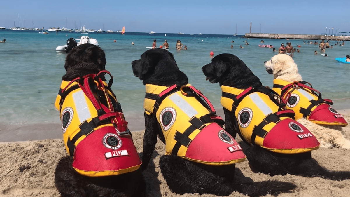 Cani da salvataggio alla plaia per la salvaguardia in mare ma solo di domenica