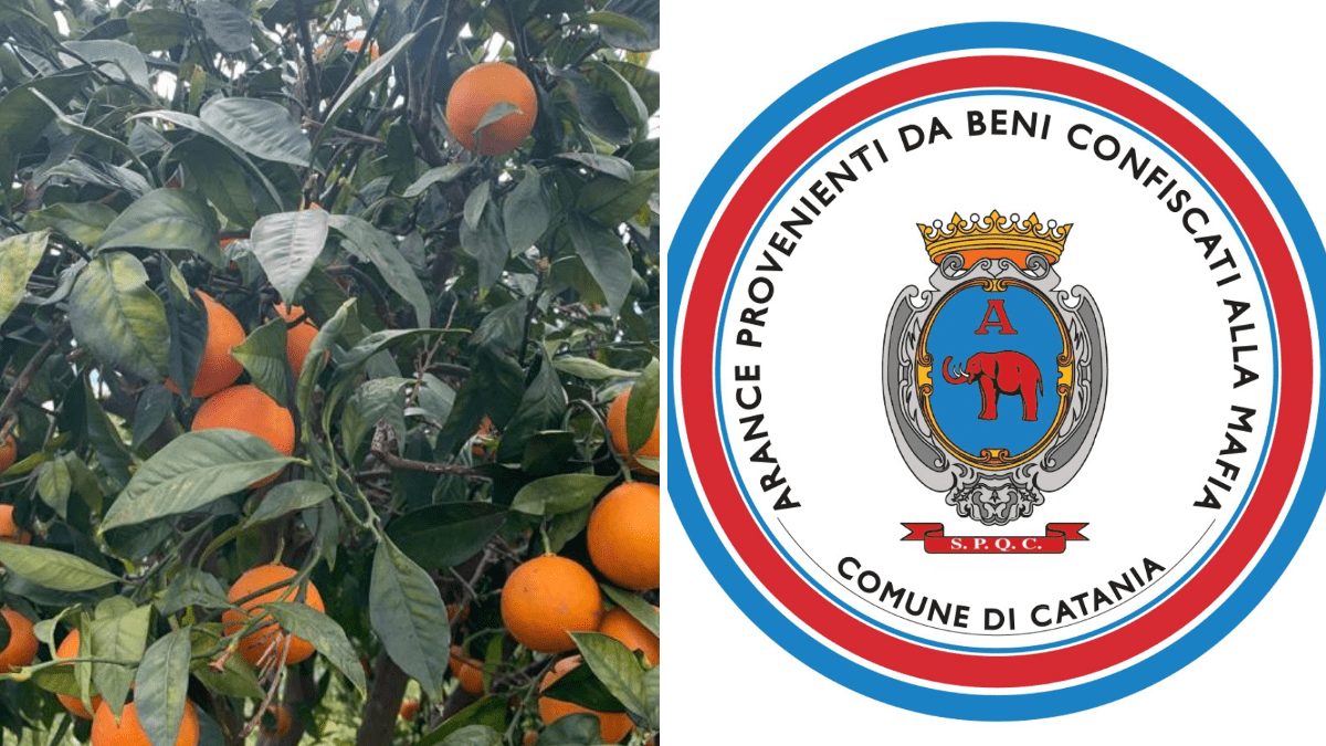 Catania, raccolta solidale di arance in un terreno confiscato alla mafia