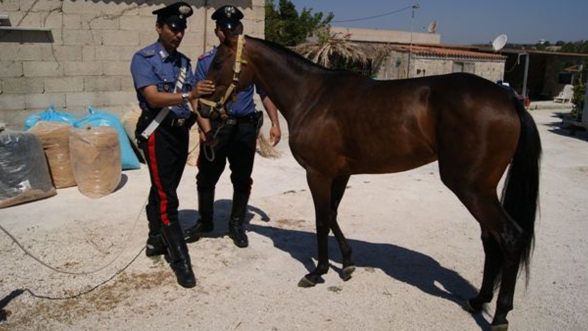 Corse clandestine di cavalli e droga: 33 arresti su Catania e Messina