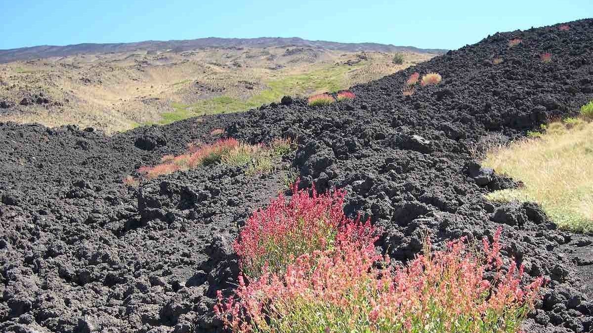 Etna e il suo patrimonio floristico da preservare: lo conferma una ricerca