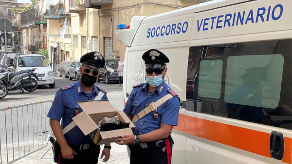 Gattino abbandonato e disidratato soccorso durante il G20 a Catania