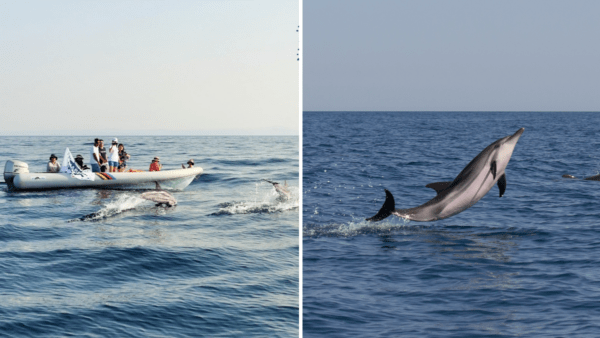 Generazione Blu: ultimi giorni del contest studentesco dell’associazione MareCamp sull’ecosistema marino