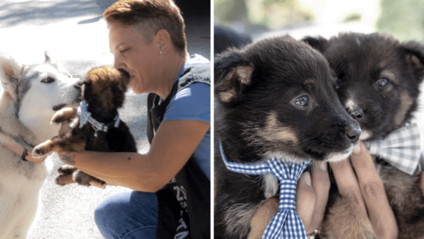 Giornata della microchippatura gratuita del cane: adottati anche due cuccioli