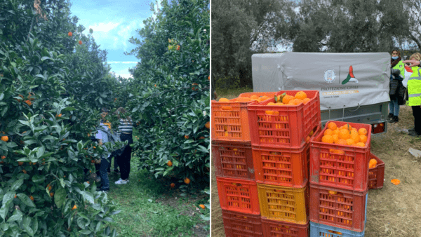 Gli alunni delle scuole catanesi partecipano alla raccolta solidale delle arance della legalità