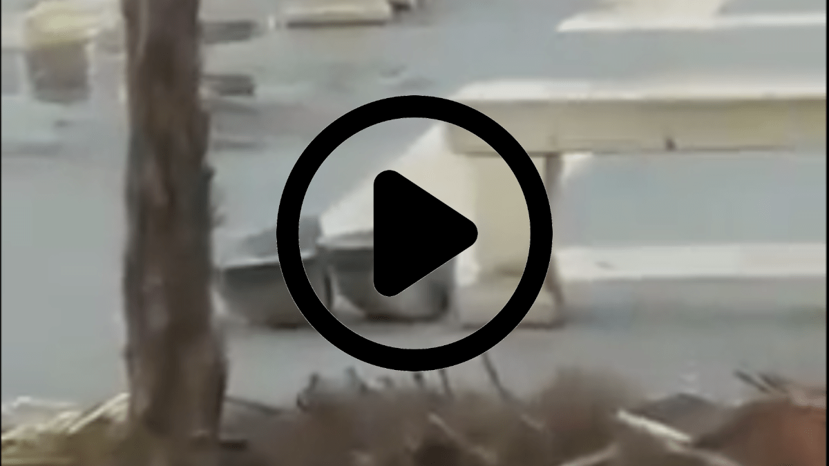 Ignoto sbanda a folle velocità a piazza Stesicoro: distrutta fontanella e abbattuta palma (VIDEO)