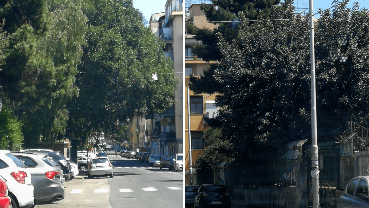 III Municipio: bisogna potare gli alberi di via Sassari, un rischio concreto soprattuto per la scuola Dante Alighieri