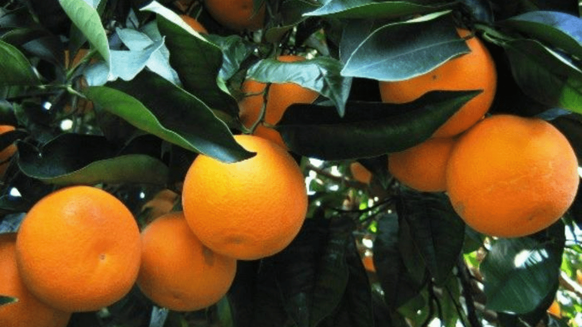 L’arancia rossa di Sicilia IGP torna nei McCafè, accordo con Oranfrizer per 190 tonnellate d’agrumi