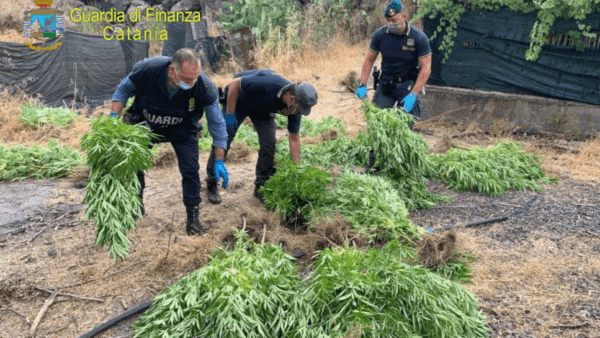 L’azienda agricola dei fratelli catanesi rivelatasi una piantagione di marijuana d’oltre 80 Kg