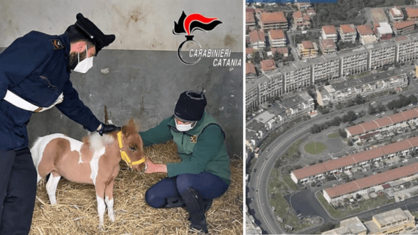 Lotta all’illegalità diffusa a San Giovanni Galermo: allacci abusivi, verifiche dei domiciliari e un pony