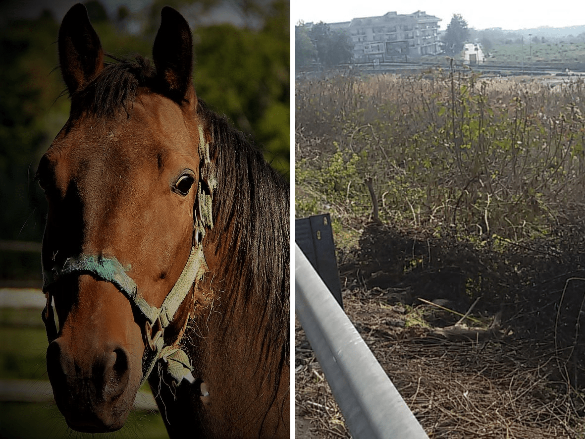 Nascondeva un cavallo in una costruzione abusiva: sanzionato un 43enne di Adrano