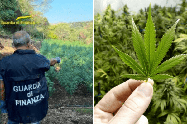 Nascondevano piantagioni di marijuana nell'area boschiva di Vizzini