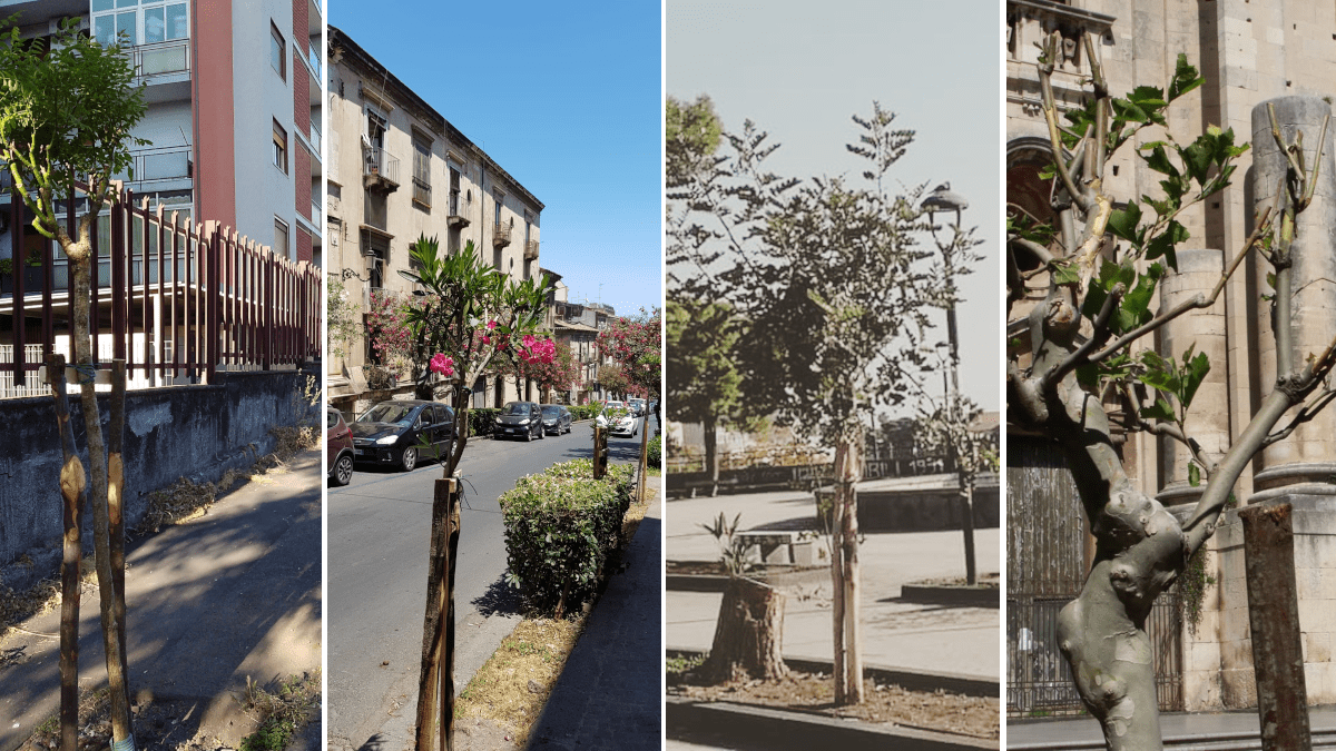 Nuovo verde in città, ultimata la piantumazione riguardante il progetto “2.000 alberi per Catania”