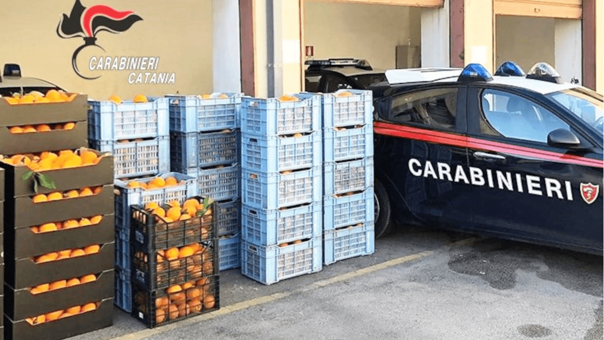 Paternò: ladri d’arance rubano una tonnellata d’agrumi e si gettano dall’auto in corsa per fuggire