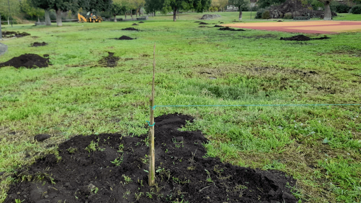 Plastic Free dona un centinaio di alberi di Paulownia per il Parco Gemmellaro
