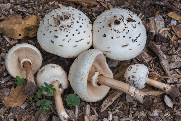 Primo avvelenamento da funghi della stagione: l'Asp di Catania invita a fare attenzione