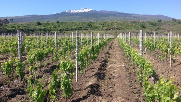 Produzione in crescita per lo spumante Etna Doc: ecco i dati 2020 del Consorzio di tutela