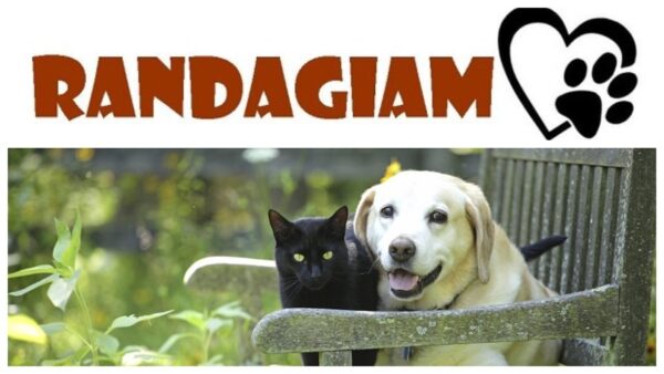 RandagiAmo, il Comune di Mascalucia lancia un progetto a favore degli animali