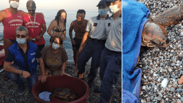 Salvata tartaruga Caretta Caretta spiaggiata ed impigliata ad un amo (FOTO)