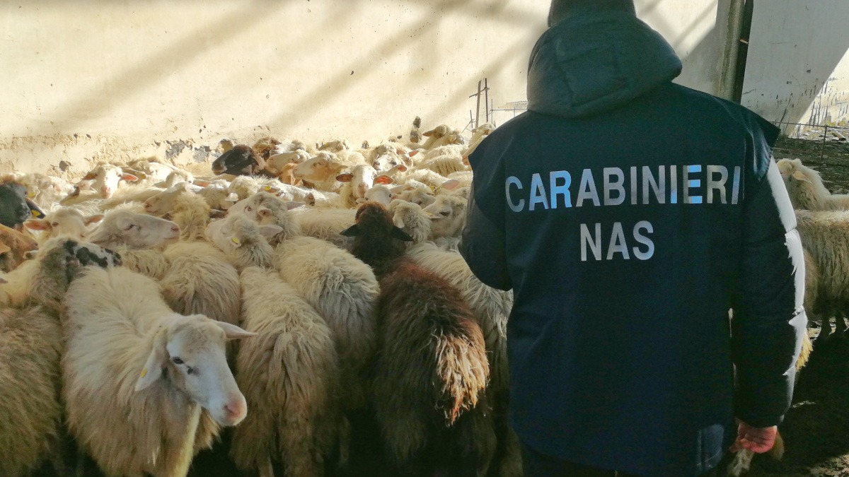 Scordia, sequestrate 300 pecore ad allevatore per somministrazione indebita di farmaci