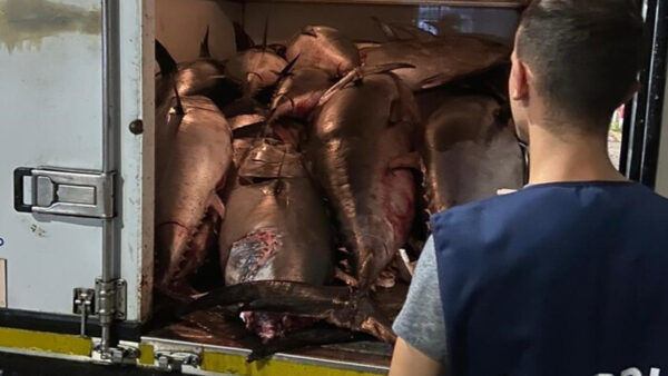 Sequestrati 13 tonni a Catania: ecco perché (I FATTI)