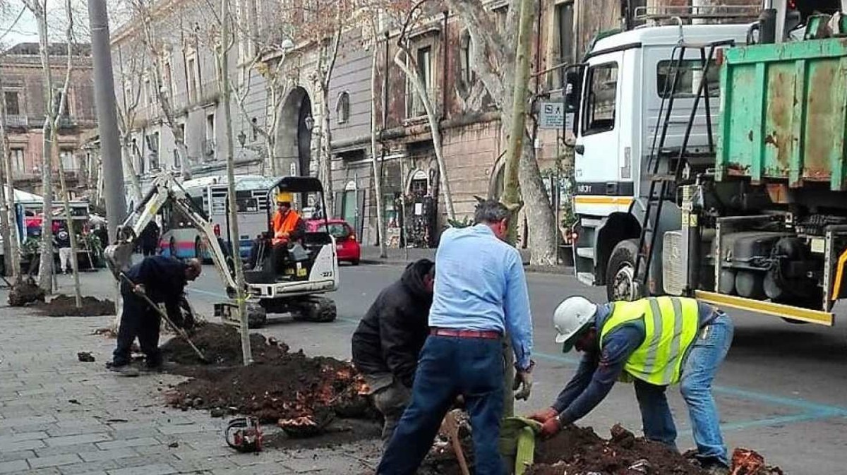 Torna “2000 alberi per Catania”: la città diventa sempre più green