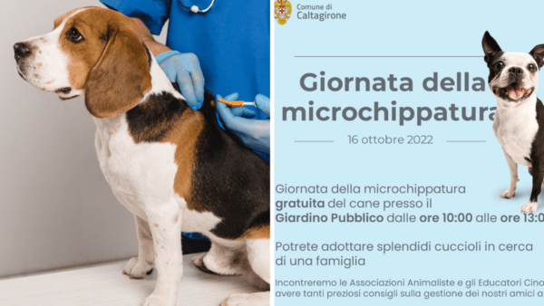 Torna la Giornata della microchippatura gratuita del cane (DOVE E QUANDO)