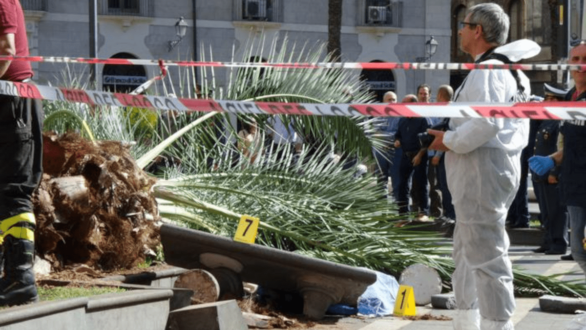 Uccisa dalla caduta di una palma in piazza Cutelli: Tribunale assolve dirigente del Comune (I DETTAGLI)