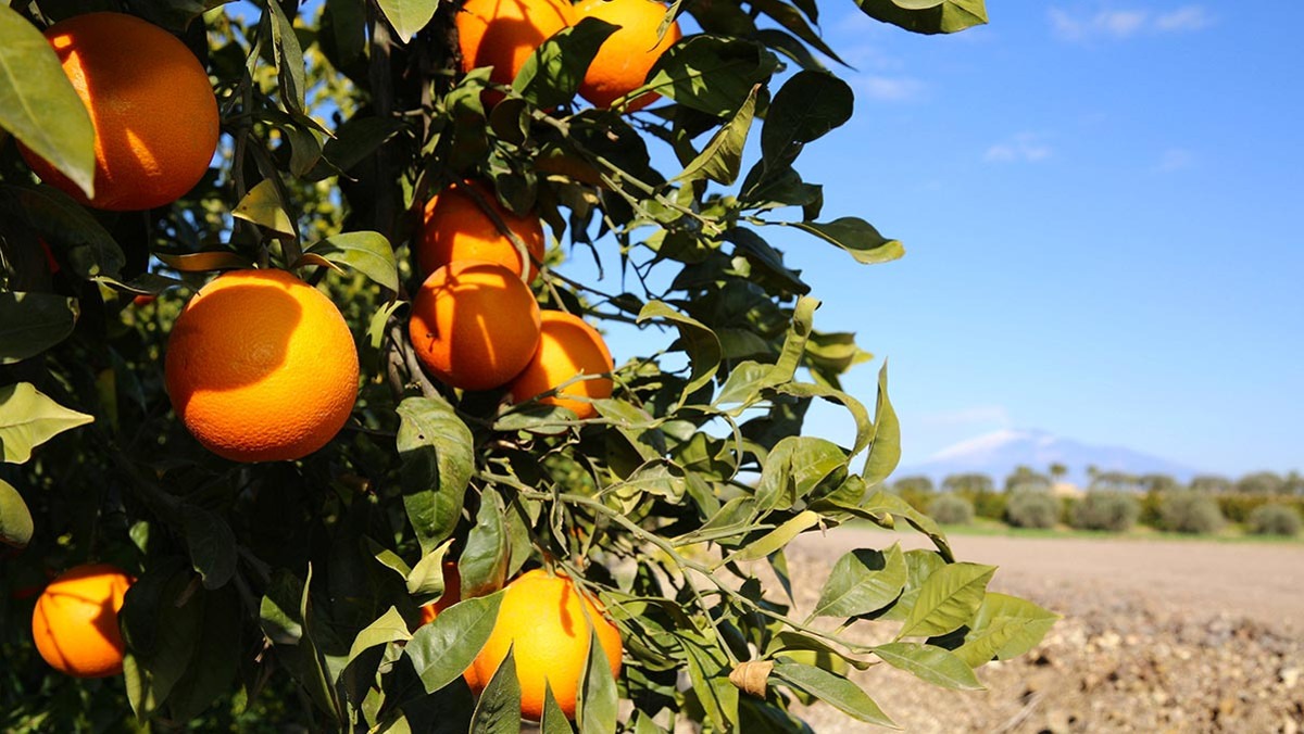 Unict lancia BiOrangePack, un'occasione di riutilizzo sostenibile degli agrumi siciliani