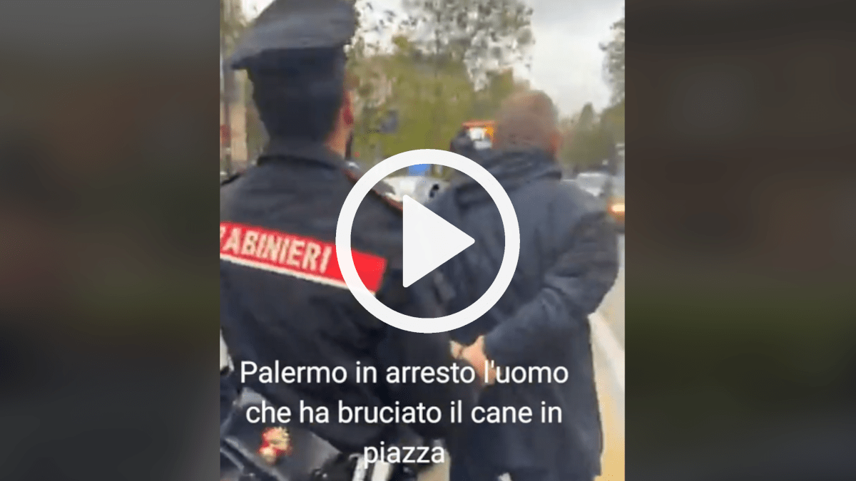 Brucia Pitbull a Palermo: il video dell’arresto dell’autore del gesto
